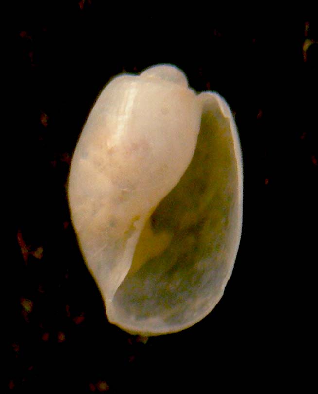 Diaphana lactea